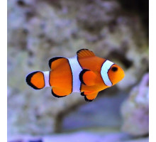 Žuvis Pseudochromis viridis