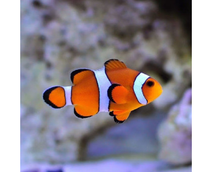 Žuvis Pseudochromis viridis