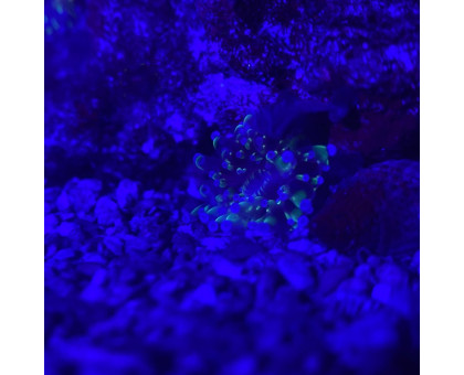 Žuvis Zebrasoma flavescens